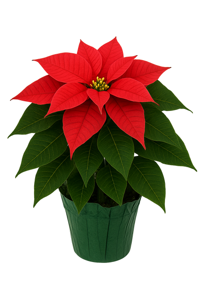 Red Poinsettia