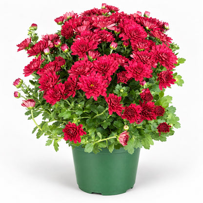 A potted plant of vibrant magenta chrysanthemums with lush green foliage, presented in a dark green nursery pot against a clean white background.