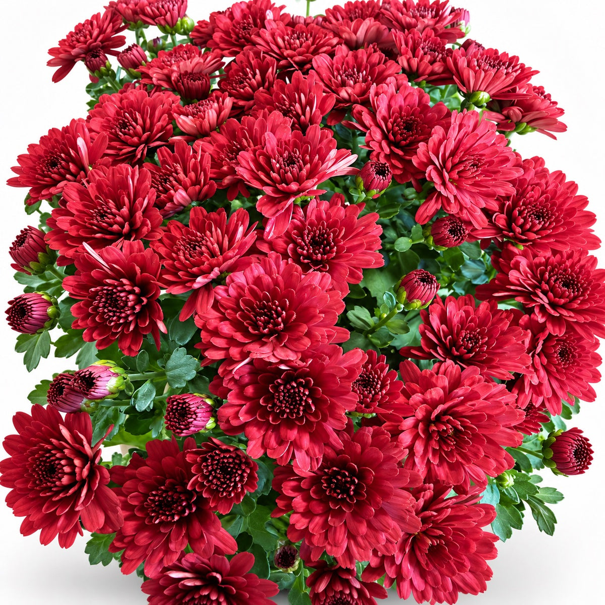 A dense cluster of deep red chrysanthemum flowers with green foliage, photographed against a clean white background.