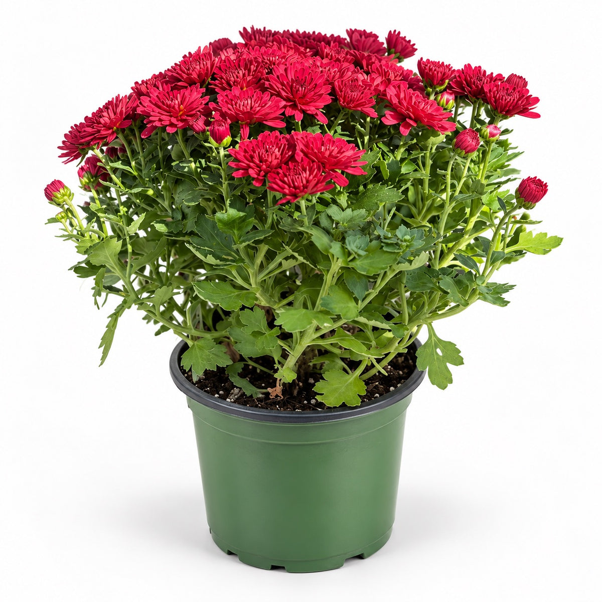 A potted plant of vibrant red chrysanthemums with green foliage, in a green plastic nursery pot, photographed against a solid white background.
