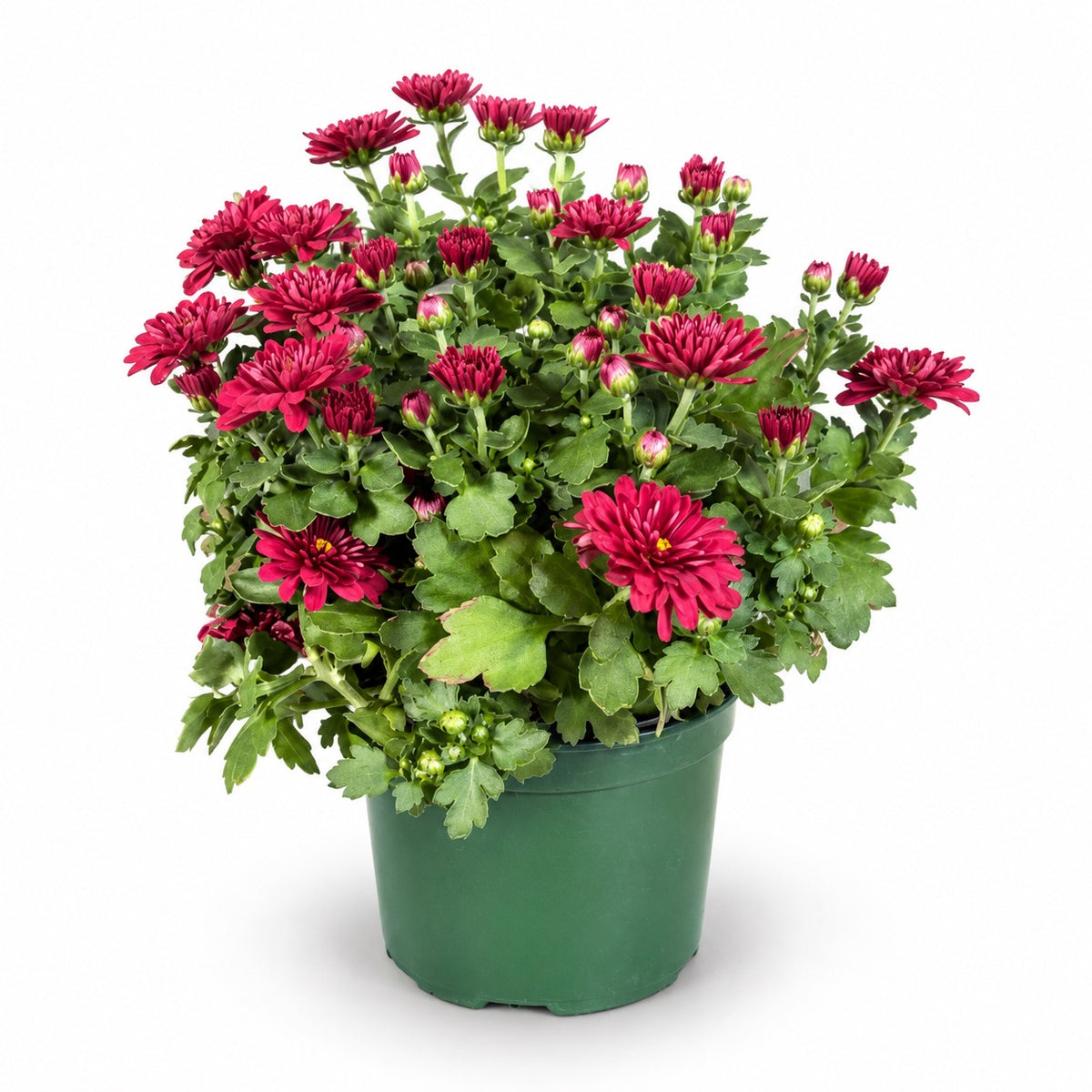 A potted plant of blooming burgundy chrysanthemums with green foliage in a dark green plastic nursery pot, isolated on a white background.