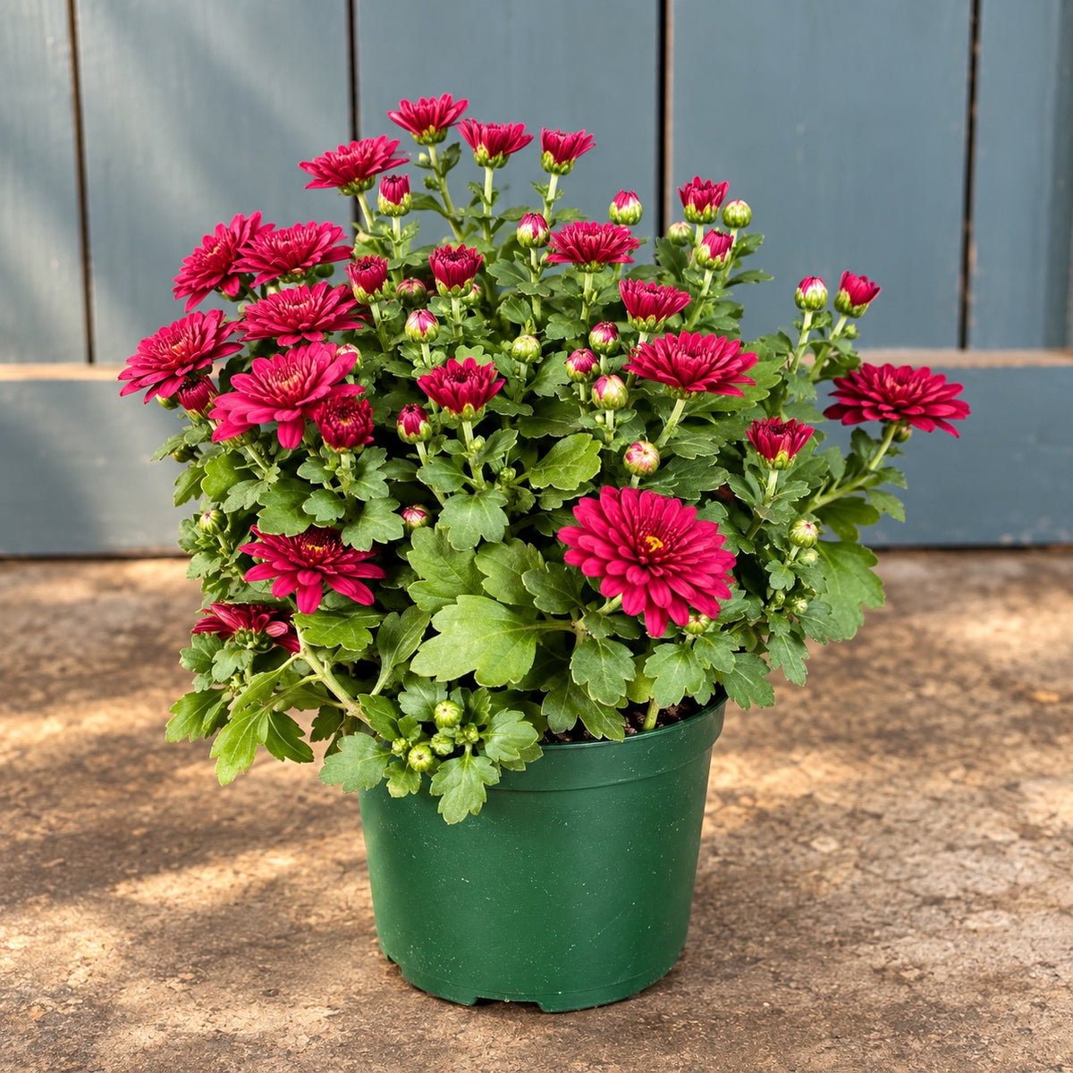 A potted plant of blooming dark pink chrysanthemums with green foliage, in a dark green plastic pot, set against a gray wooden fence and concrete ground.