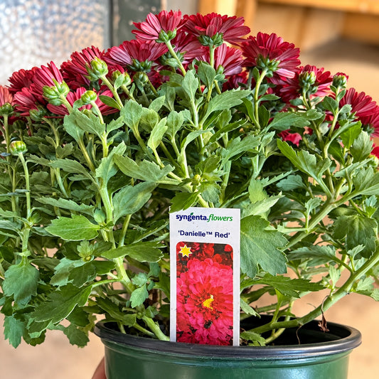 A potted plant of Syngenta Flowers 'Danielle' red daisy-like flowers with green foliage and a product tag, shown in a dark green nursery pot.