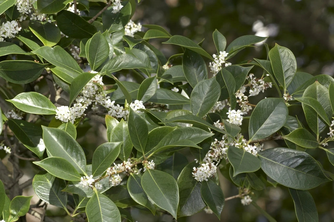 Fragrant Tea Olive Tree - 3 Gallon