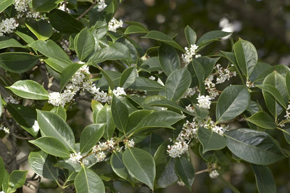 Fragrant Tea Olive Tree - 3 Gallon