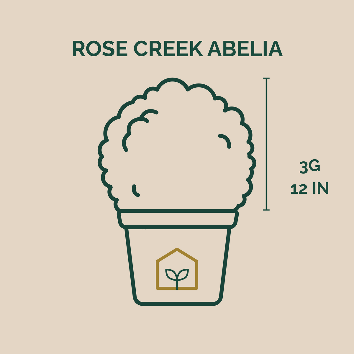 Rose Creek Abelia