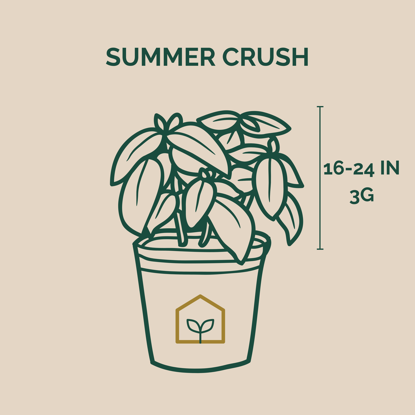 Endless Summer® Summer Crush® Hydrangea