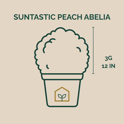 Suntastic™ Peach Abelia