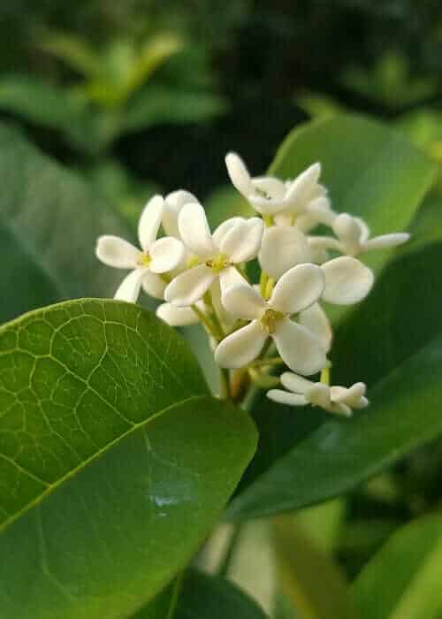 Fragrant Tea Olive Tree - 3 Gallon