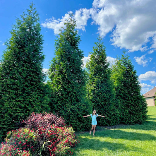 Thuja Green Giant Privacy Tree