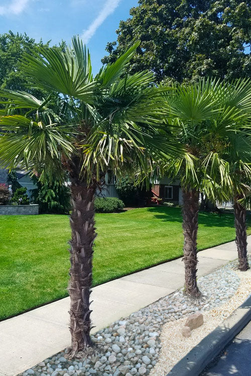 Windmill Palm Tree - 3 Gallon