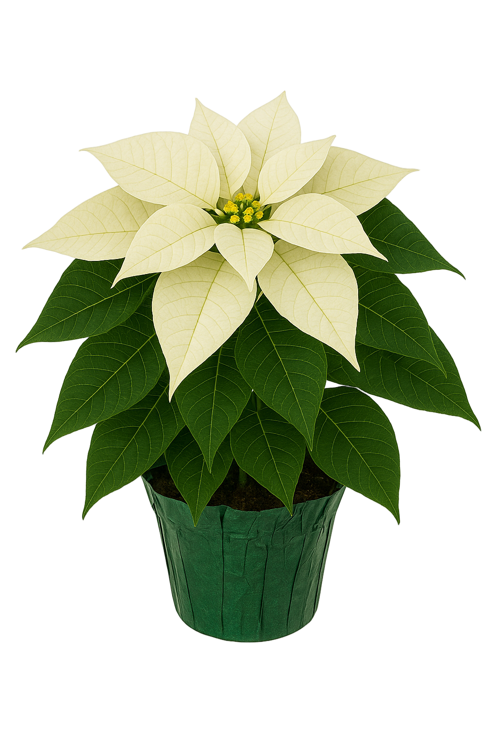 White Poinsettia