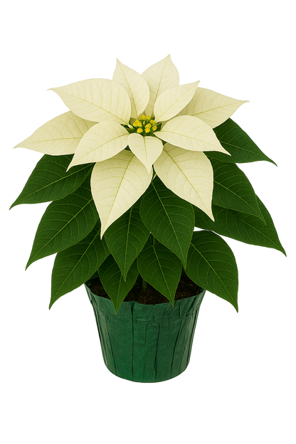 White Poinsettia